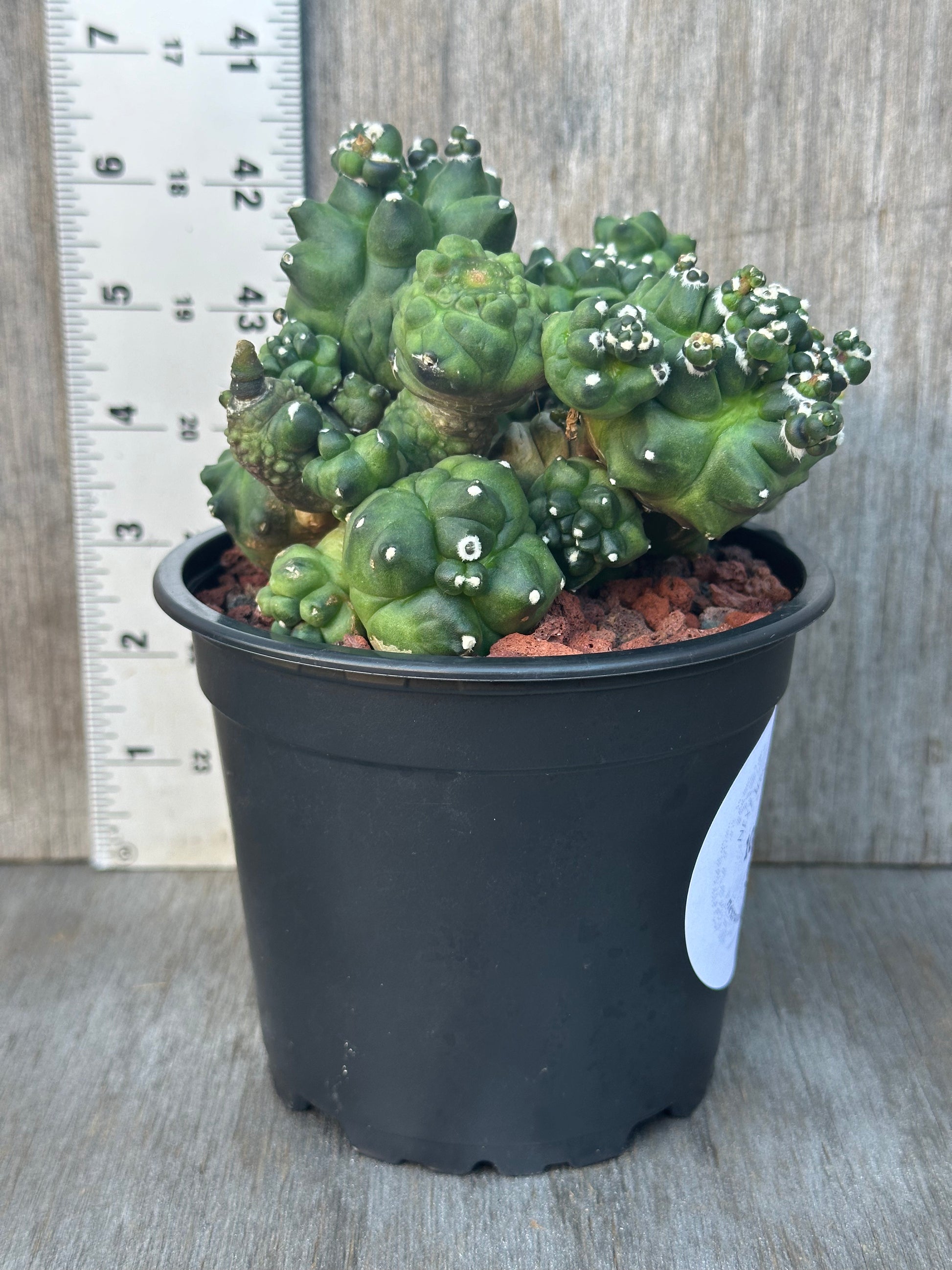 Gymnocalycium Monstrose 'Transformer' cactus in a 4-inch pot, highlighting its unique, rare form, ideal for collectors of exotic houseplants.