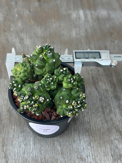 Gymnocalycium Monstrose 'Transformer' in a 4-inch pot with a digital temperature display nearby.