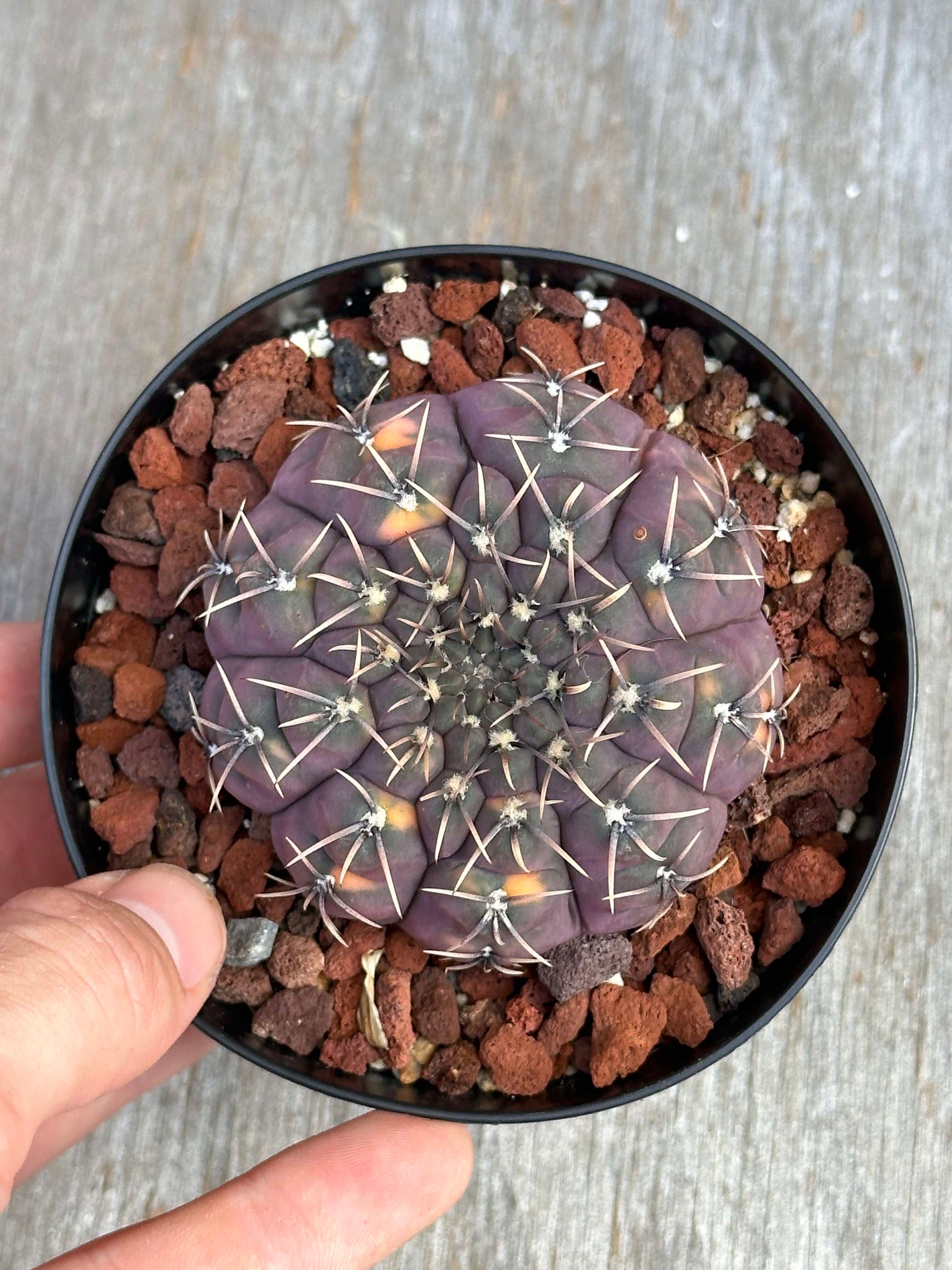 Hand holding a potted Gymnocalycium Ochoterenae Variegated (GOV1) cactus, showcasing its unique spination and ribbed structure.