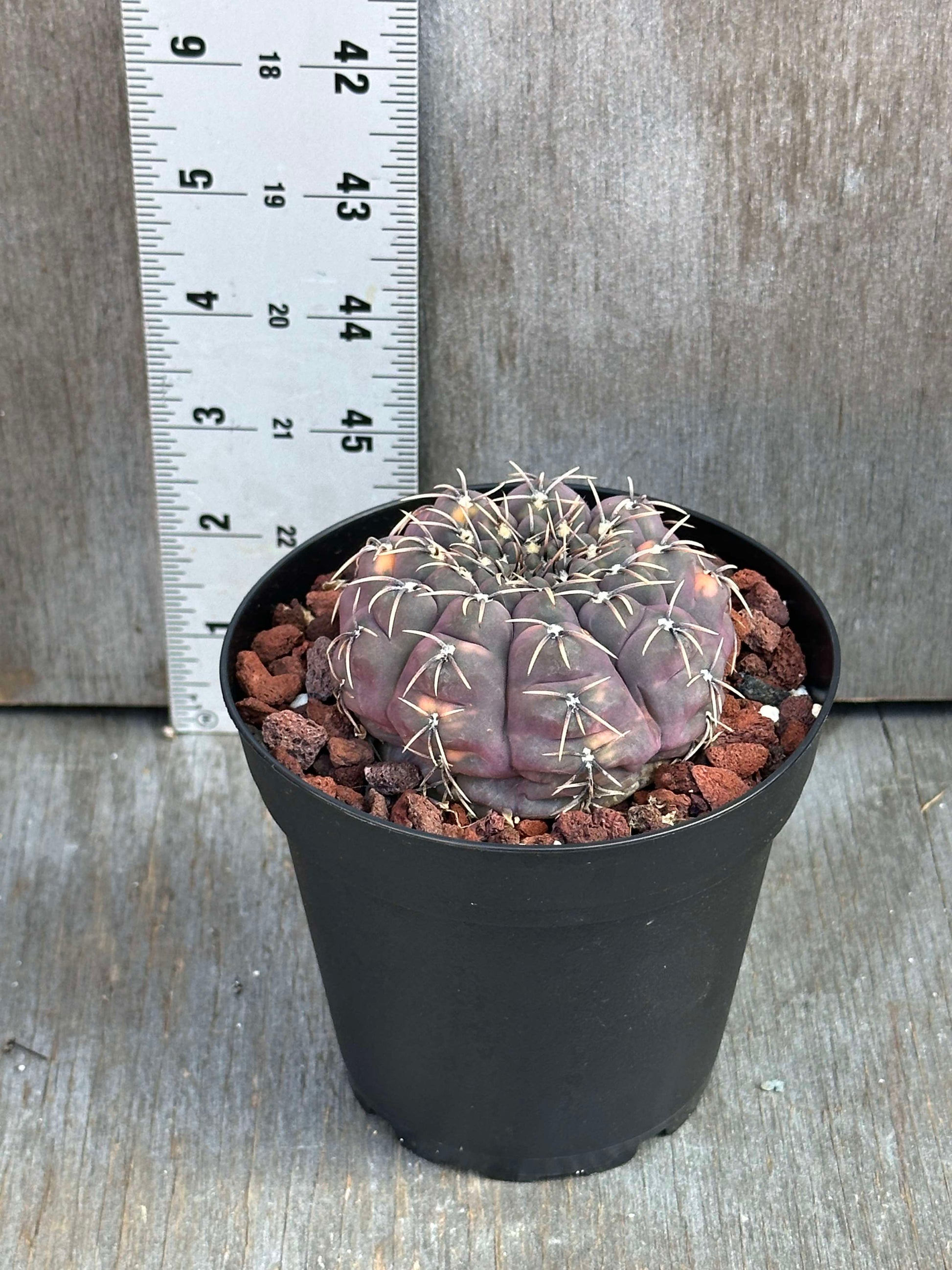 Gymnocalycium Ochoterenae Variegated (GOV1) 🌱 cactus in a 4-inch pot, shown next to a ruler for size reference.