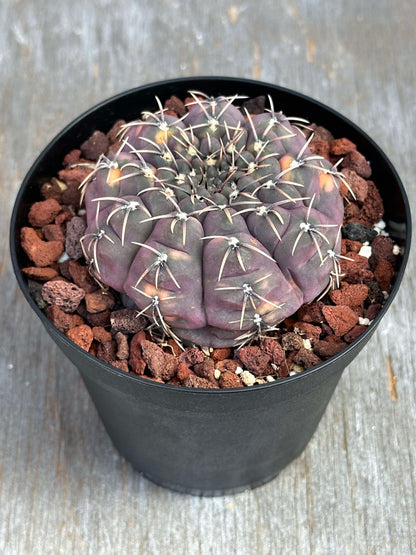 Gymnocalycium Ochoterenae Variegated (GOV1) 🌱, a cactus in a 4-inch pot with unique radial spines and distinctive ribbed stem.