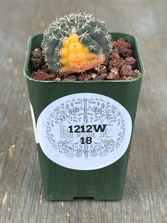 Gymnocalycium Ochoterenae Variegated (1212W18) cactus in a 2-inch pot, showcasing its unique spination and structure, with a visible white sticker.