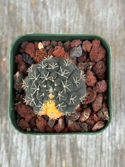 Gymnocalycium Ochoterenae Variegated (1212W18) cactus with distinctive spines in a small pot, showcasing its unique shape and texture.