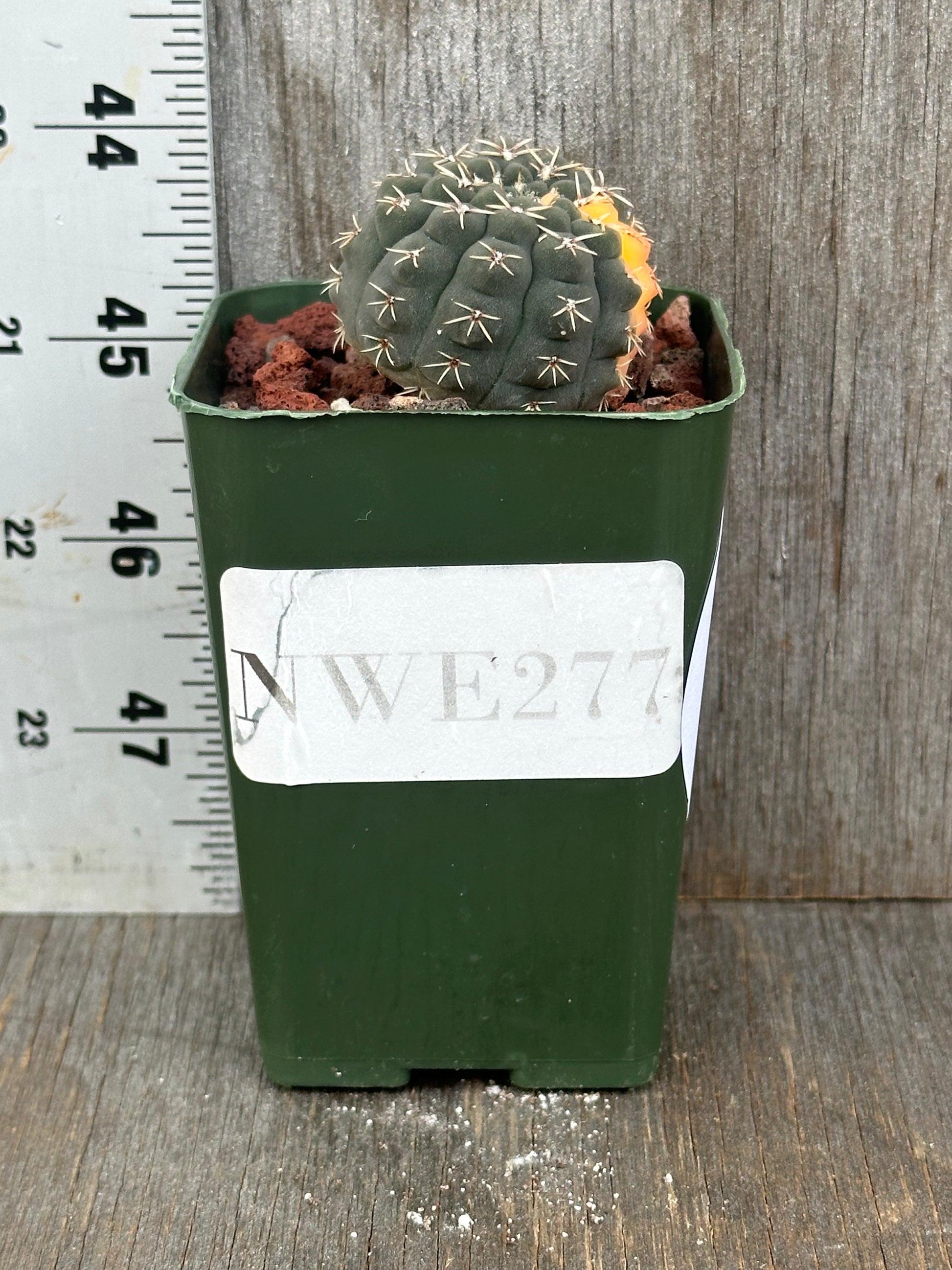 Gymnocalycium Ochoterenae Variegated (1212W18) cactus in a small pot, showcasing its distinct spination and unique form, placed on a wooden surface.