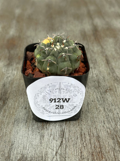 Gymnocalycium Ochoterenae Variegated (912W28) cactus in a 4-inch pot, featuring distinct spination and a round white label with black text.