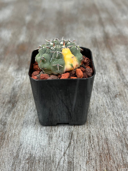 Gymnocalycium Ochoterenae Variegated (912W28) cactus in a 4-inch pot, showcasing its flattened stem, unique spination, and needle-like radial spines.