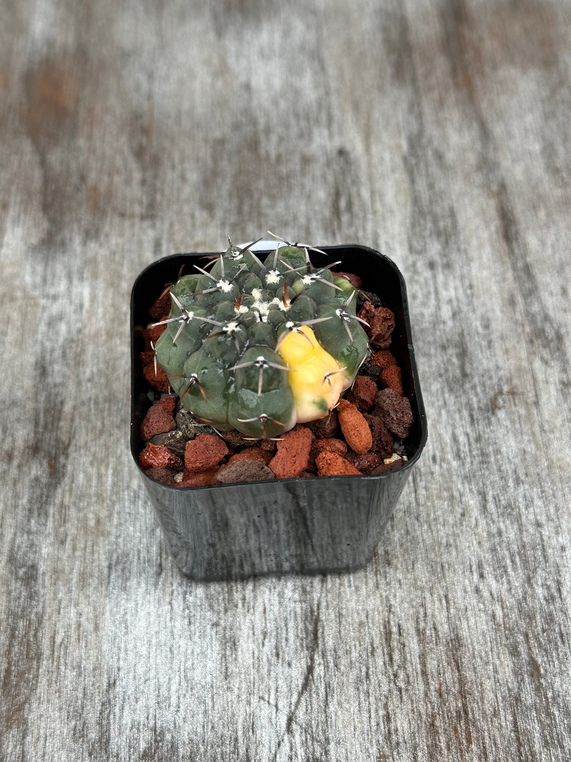 Gymnocalycium Ochoterenae Variegated cactus in a 4-inch pot, showcasing its distinctive spines and ribbed structure.