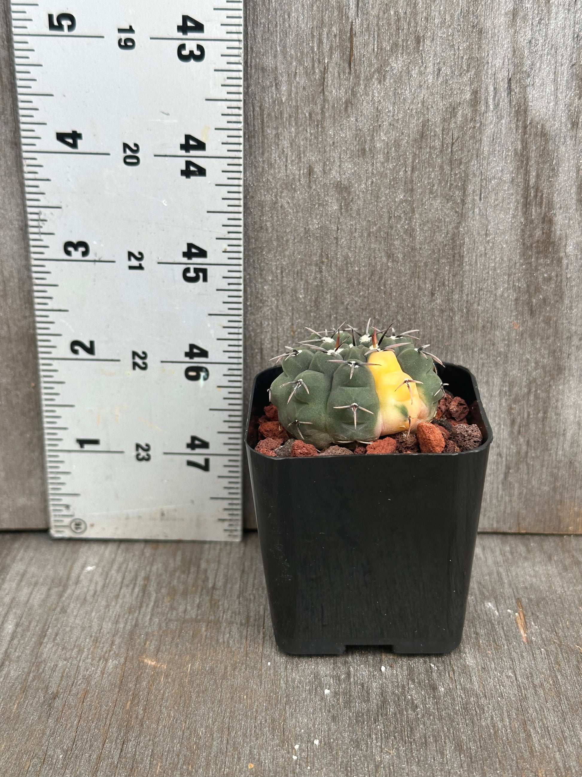 Gymnocalycium Ochoterenae Variegated cactus in a 4-inch pot, shown next to a ruler for size reference.