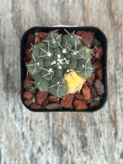 Gymnocalycium Ochoterenae Variegated (912W28) cactus with distinct light orange variegation, growing in a 4-inch pot, showcasing unique spination and flat ribs.