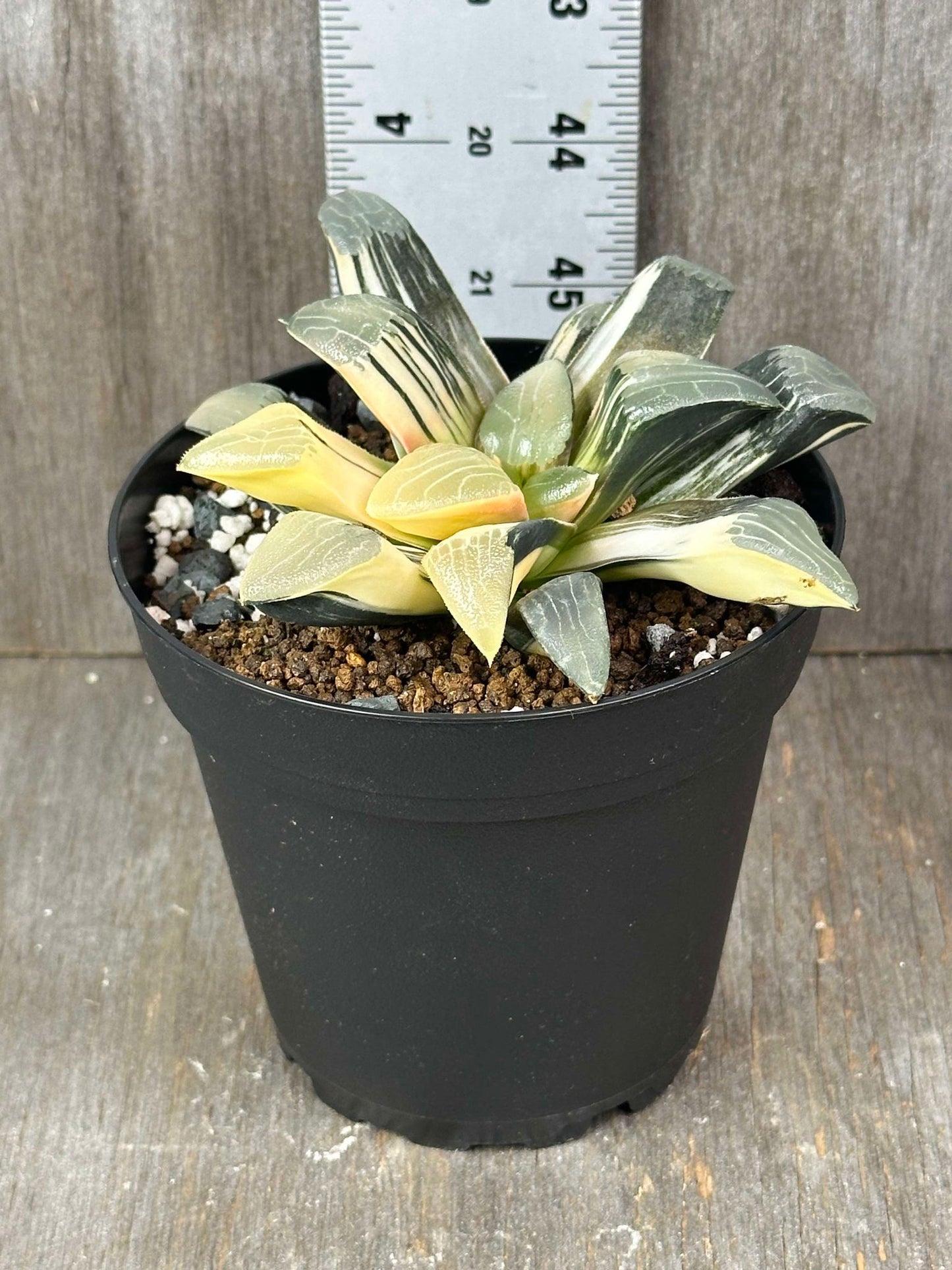 Haworthia Magnifica cv. 'Atrofusca' ISI Variegated (HMA1) 🌱 – A compact succulent with dark green and yellow variegated leaves, potted in a 4-inch container.