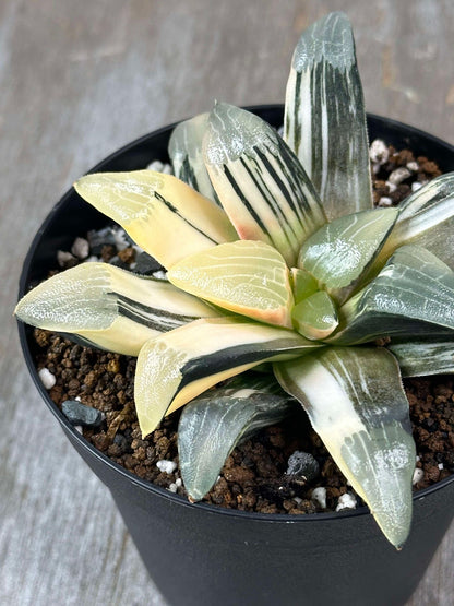 Haworthia Magnifica cv. 'Atrofusca' ISI Variegated (HMA1) in a 4-inch pot, showcasing dark green leaves with bright yellow variegation.