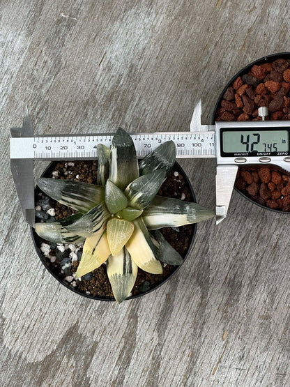 Haworthia Magnifica cv. 'Atrofusca' ISI Variegated in a 4-inch pot, accompanied by a digital caliper for size reference.