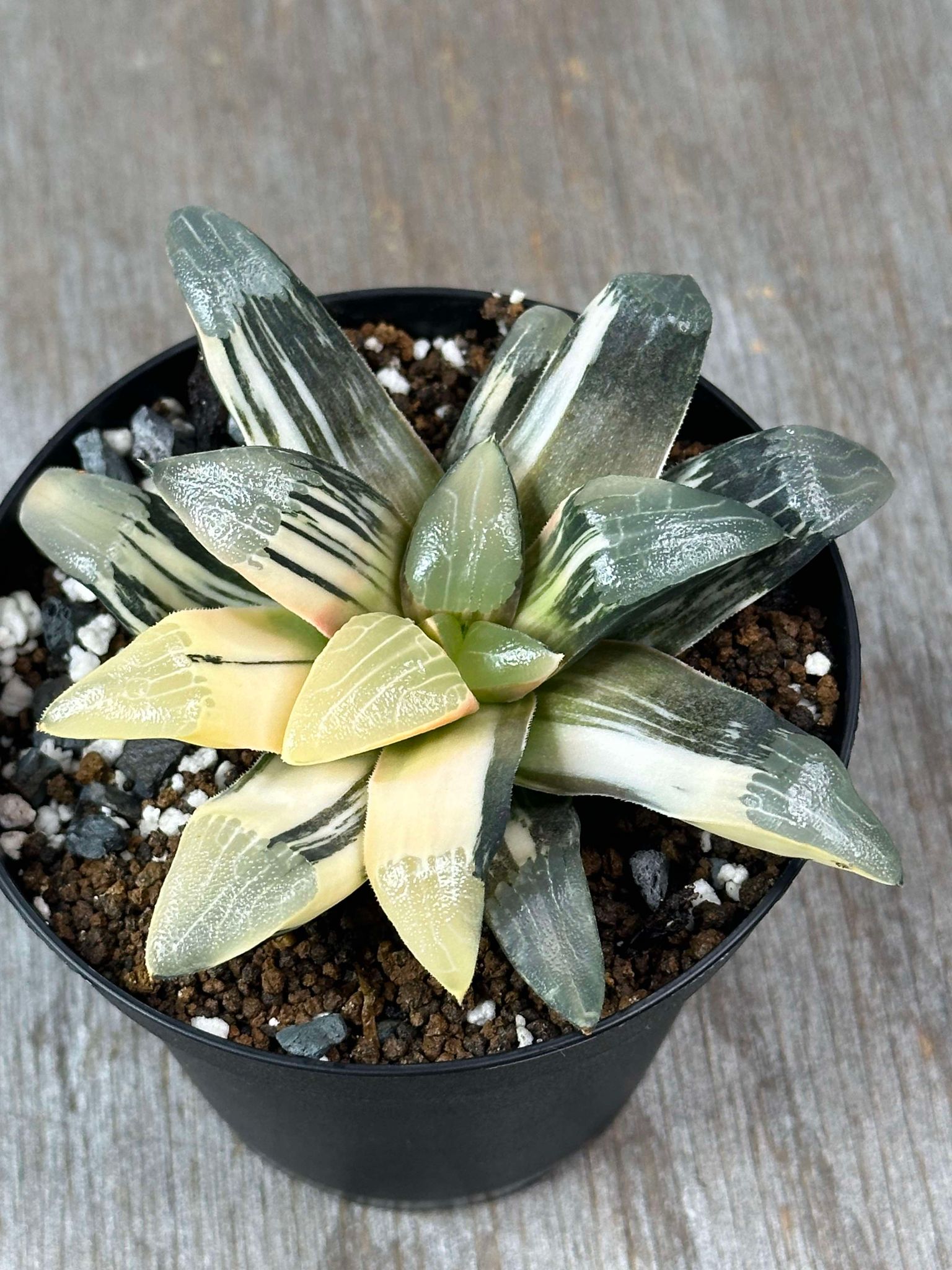 Haworthia Magnifica cv. 'Atrofusca' ISI Variegated (HMA1) 🌱 in a 4-inch pot, displaying compact, dark green leaves with bright yellow variegation.