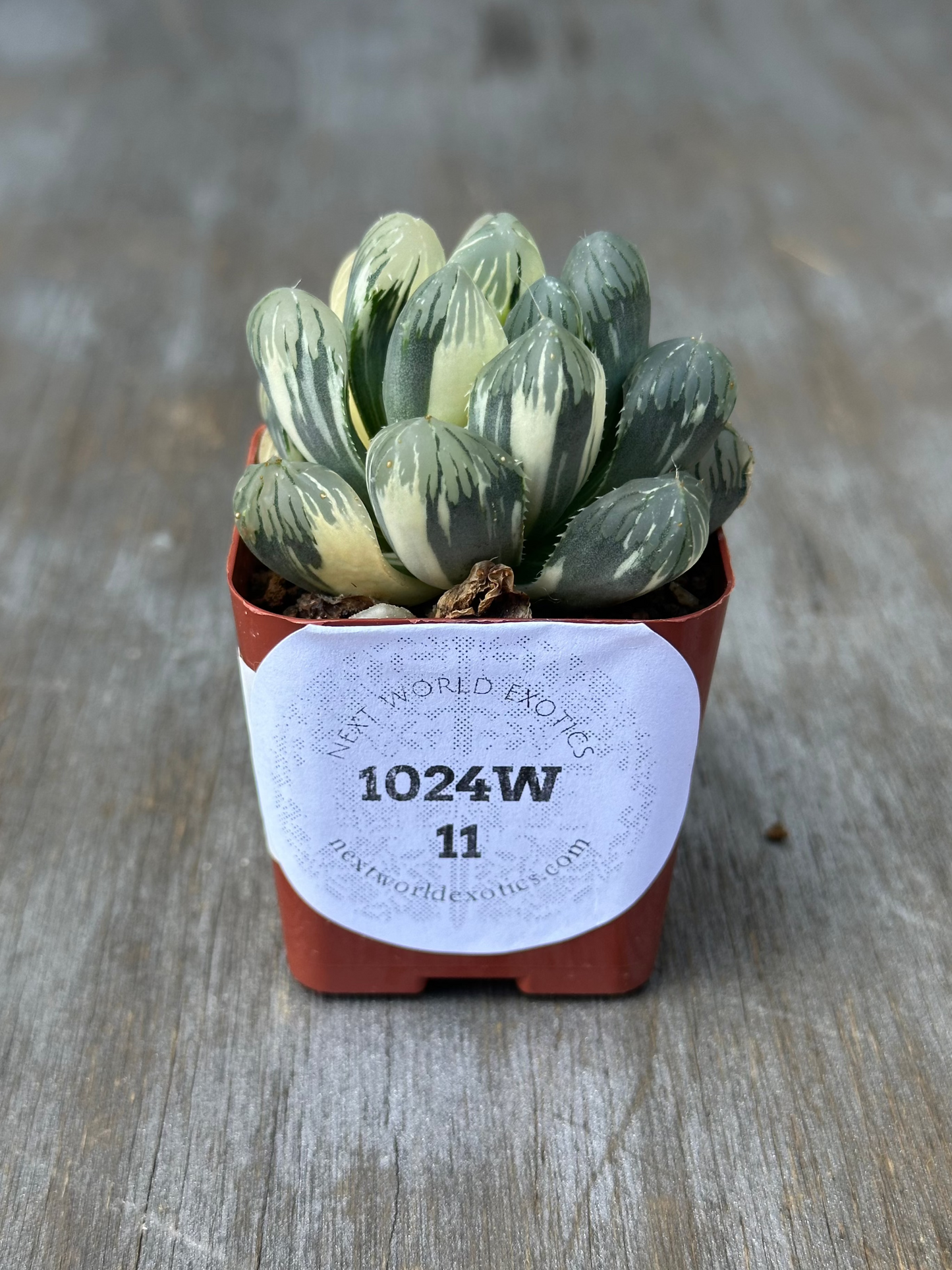 Haworthia Obtusa 'Wing' (1024W11) in a small pot with a white label, suitable for both seasoned collectors and beginners exploring exotic houseplants.