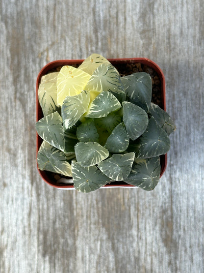 Haworthia Obtusa 'Wing' (1024W11) in a decorative pot on wooden surface, showcasing its distinctive leaf patterns, ideal for exotic houseplant collectors.