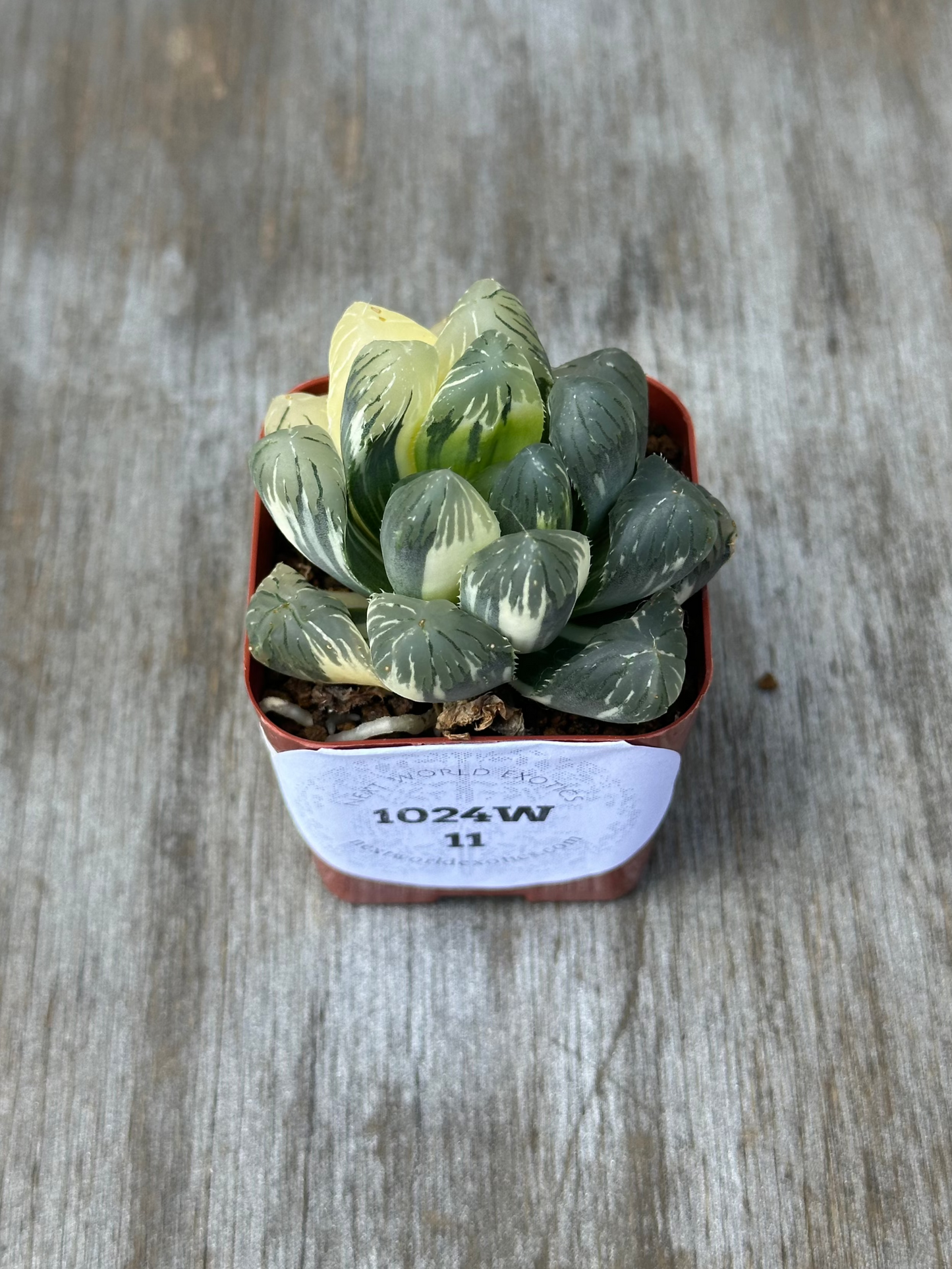 Haworthia Obtusa 'Wing' (1024W11) potted plant displayed on a wooden surface, showcasing its unique variegated leaves, perfect for exotic houseplant enthusiasts.