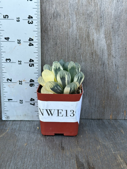 Haworthia Obtusa 'Wing' (1024W11) in a pot beside a ruler, showcasing its size, part of Next World Exotics' rare plant collection.