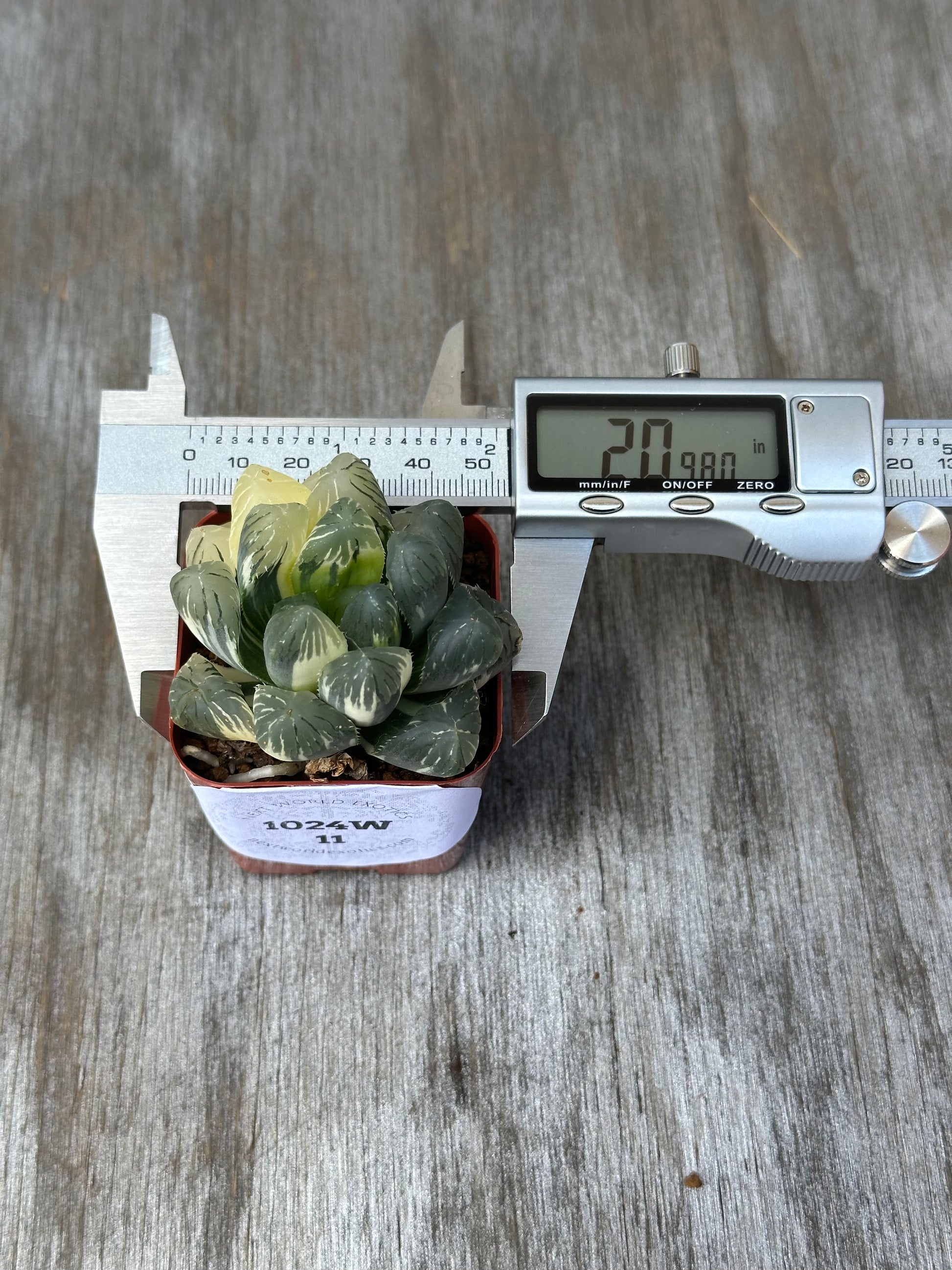 Haworthia Obtusa 'Wing' (1024W11) in a pot with a digital caliper measuring its size, displayed on a wooden surface.