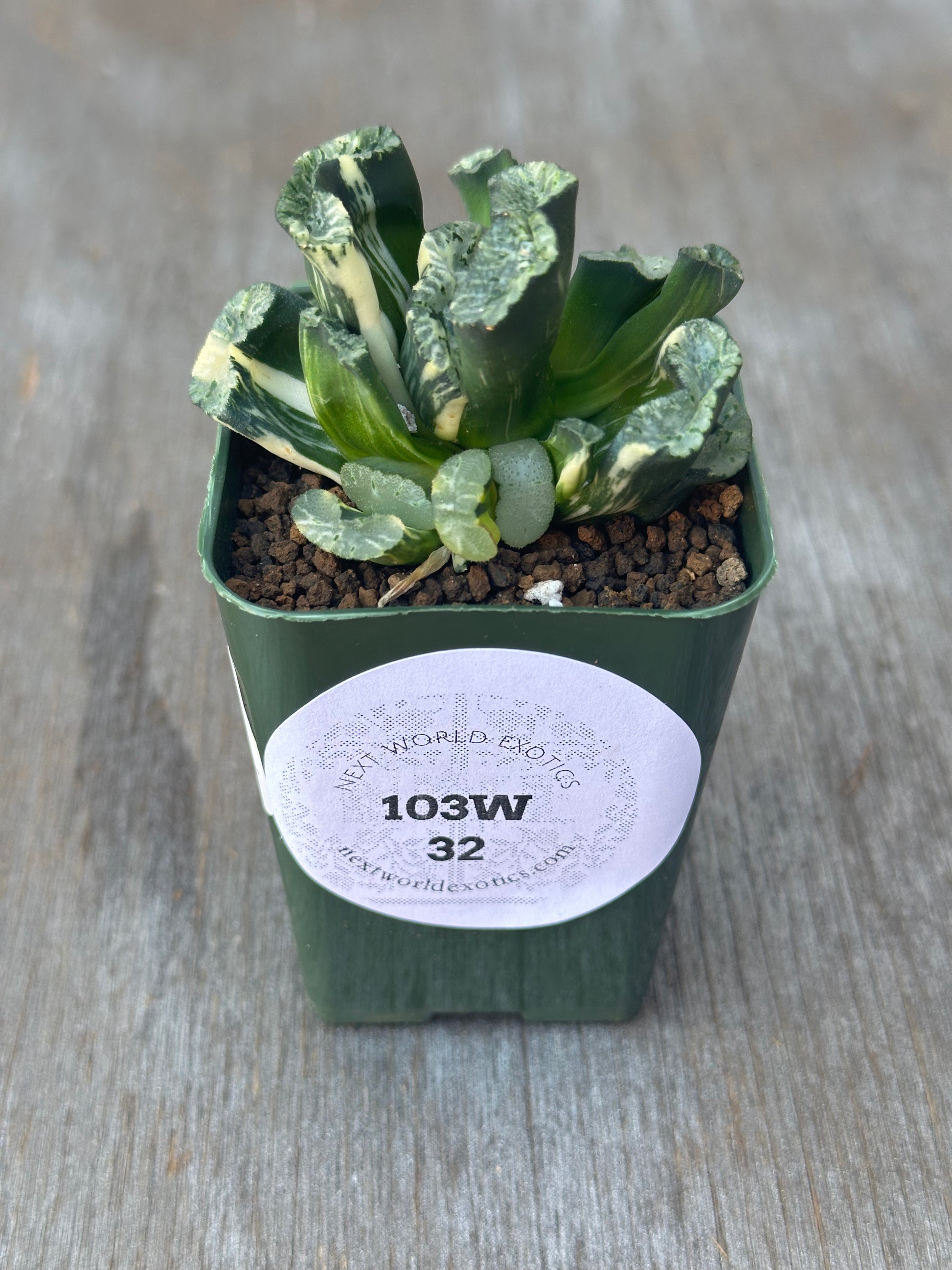 Haworthia Truncata cv. 'Genbu' (103W32) in a 2.25-inch pot, showcasing fan-shaped, fleshy leaves with cream-yellow variegation and translucent windows for enhanced light penetration.