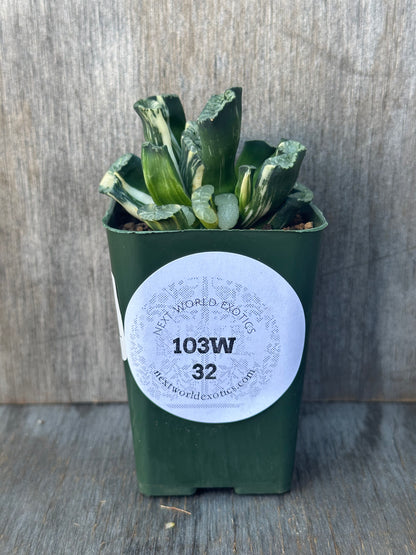 Haworthia Truncata cv. 'Genbu' in a 2.25-inch pot, featuring distinctive fan-shaped leaves with cream-yellow variegation and translucent windows.