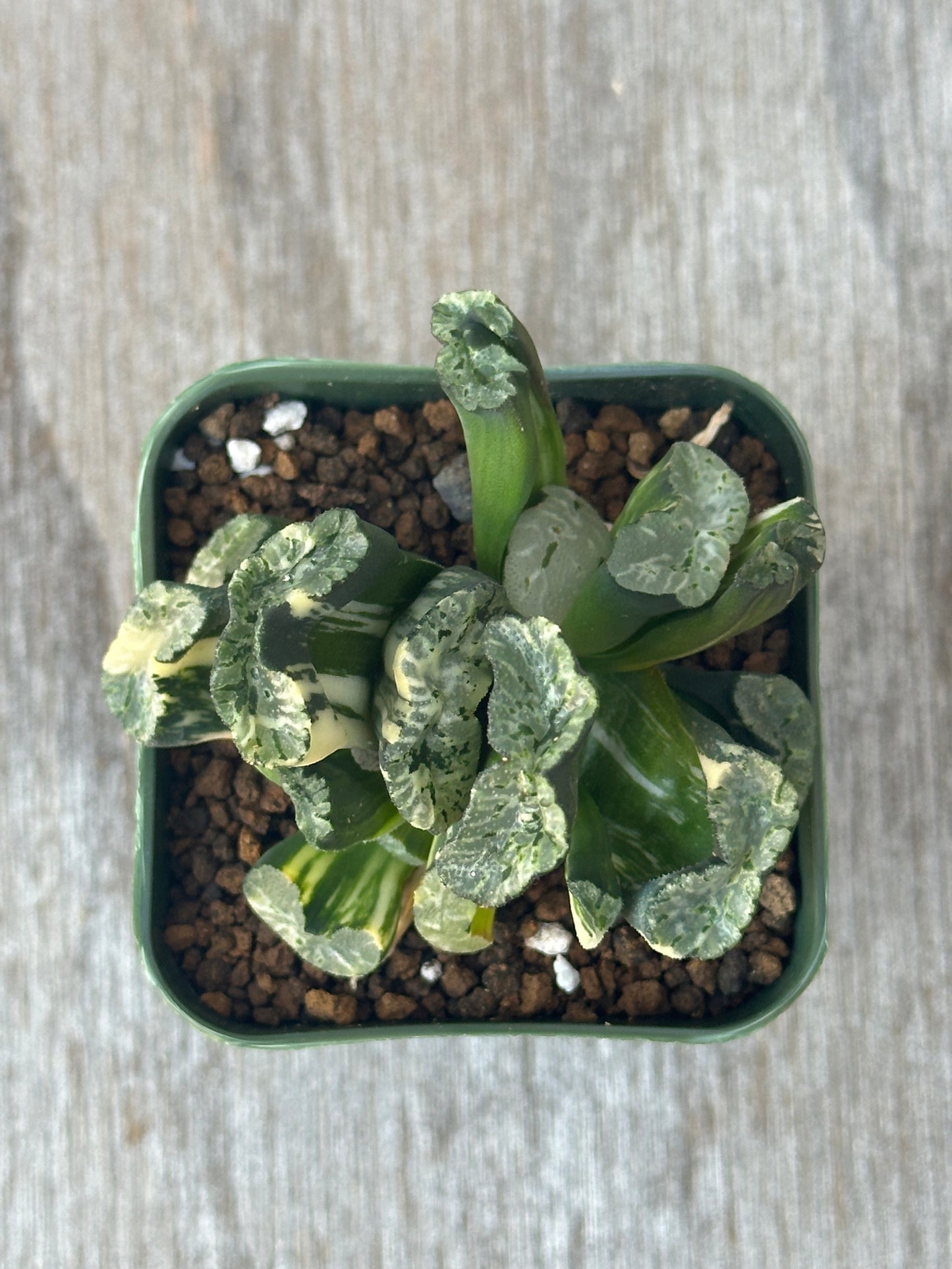 Haworthia Truncata cv. 'Genbu' (103W32) in a 2.25-inch pot, featuring fan-shaped, variegated leaves with translucent windows for enhanced photosynthesis.