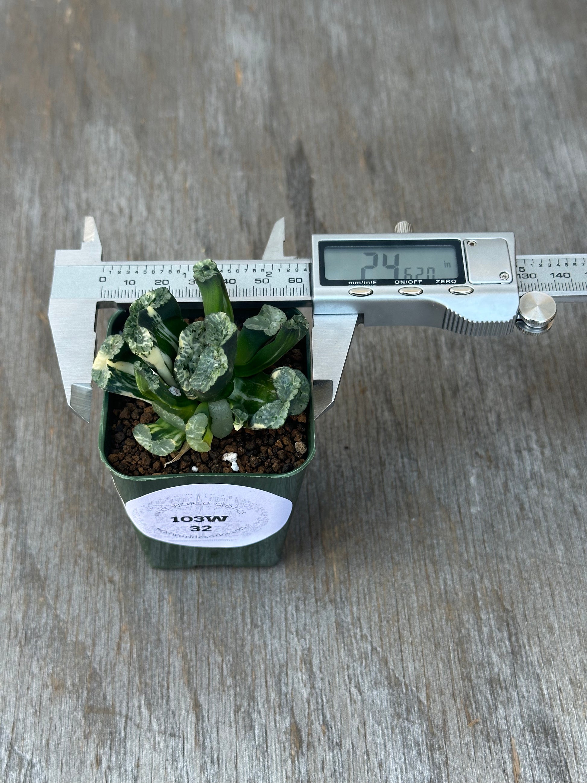 Haworthia Truncata cv. 'Genbu' in a 2.25-inch pot with a measuring device, showcasing its distinctive fan-shaped, variegated leaves.