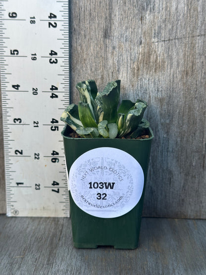 Haworthia Truncata cv. 'Genbu' (103W32) in a 2.25-inch pot, featuring unique, fan-shaped, variegated leaves, placed beside a ruler for scale.