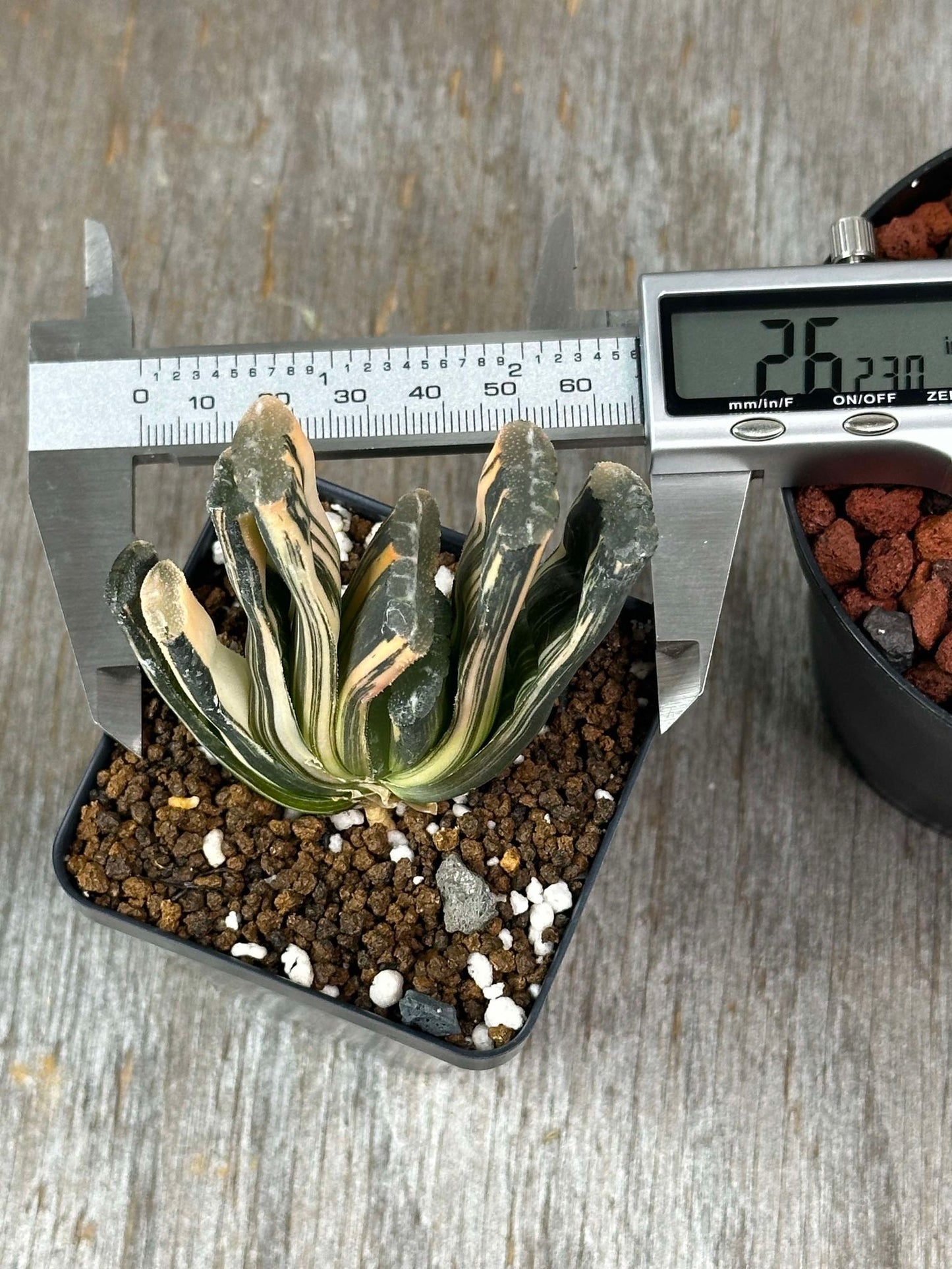 Haworthia Truncata cv. 'Red Fuji' (HTRF1) 🌱 in a 2.5-inch pot, featuring distinctive fan-shaped leaves with a ruler for scale.