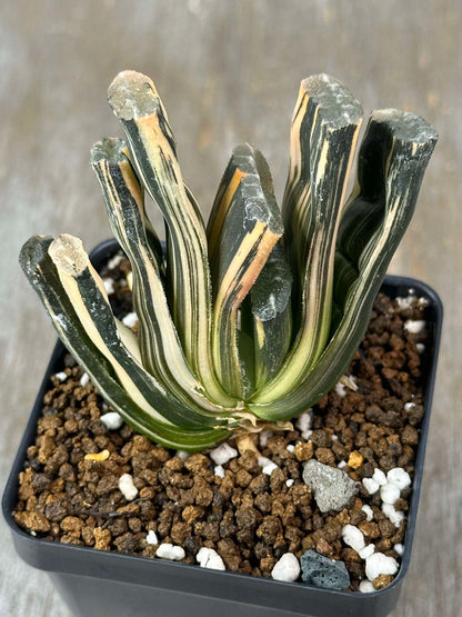 Haworthia Truncata cv. 'Red Fuji' (HTRF1) 🌱 in a 2.5-inch pot, featuring distinctive fan-shaped, variegated leaves with translucent windows for enhanced photosynthesis.