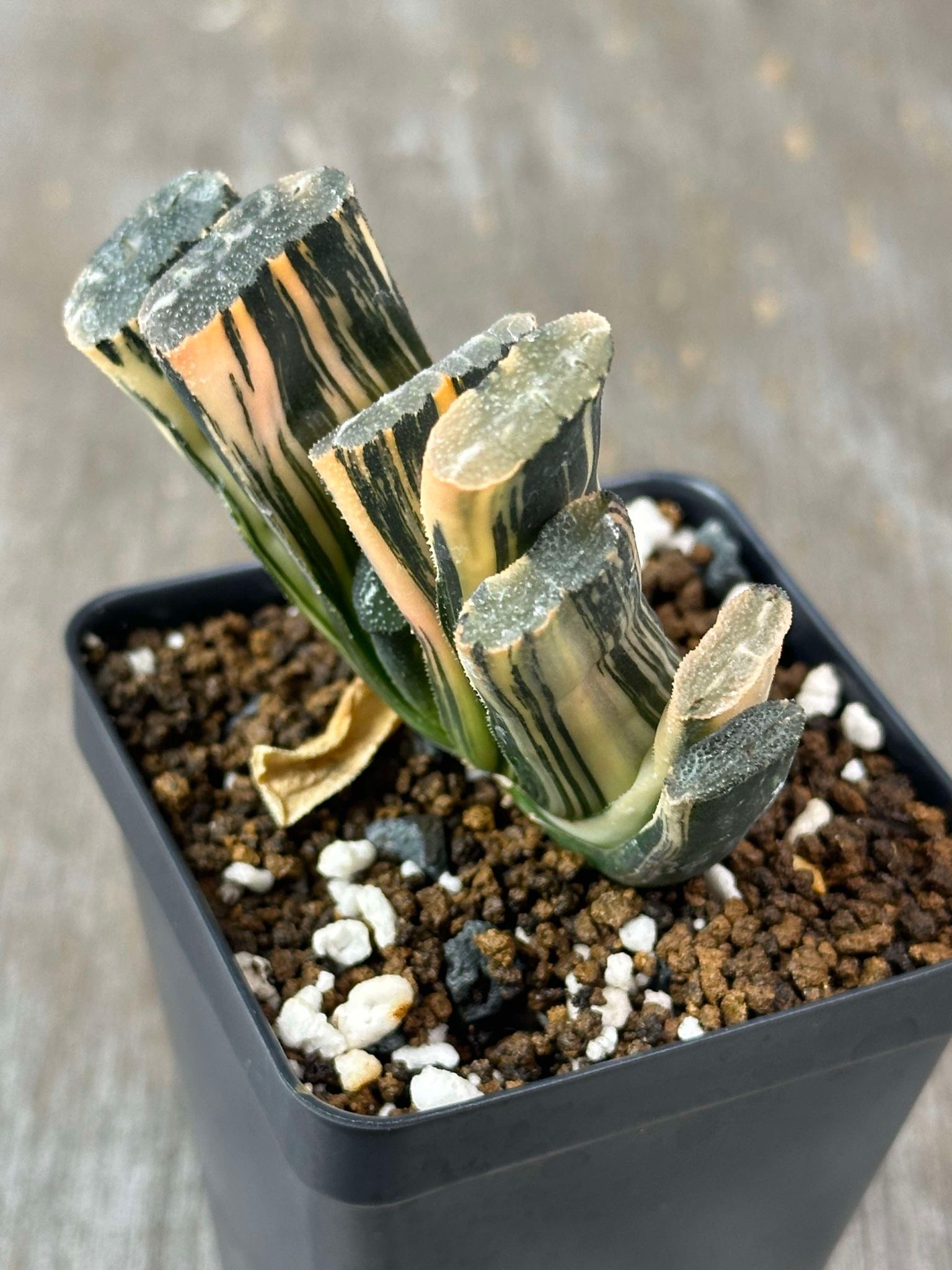 Haworthia Truncata cv. 'Red Fuji' (HTRF1) 🌱 with fan-shaped, variegated leaves in a 2.5-inch pot, showcasing unique translucent windows.