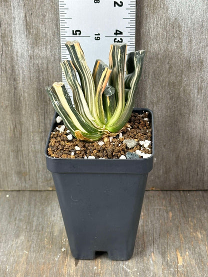 Haworthia Truncata cv. 'Red Fuji' (HTRF1) 🌱 in a 2.5-inch pot, with a ruler showcasing its size and distinctive fan-shaped, variegated leaves.