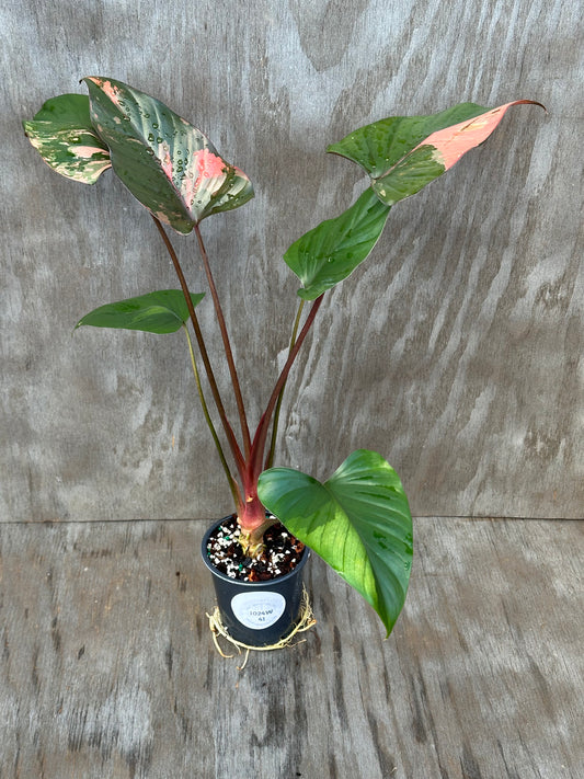 Homalomena Aromatica 'Pink Diamond' in a 4-inch pot, showcasing its distinctive features as part of Next World Exotics' rare variegated tropical houseplants collection.