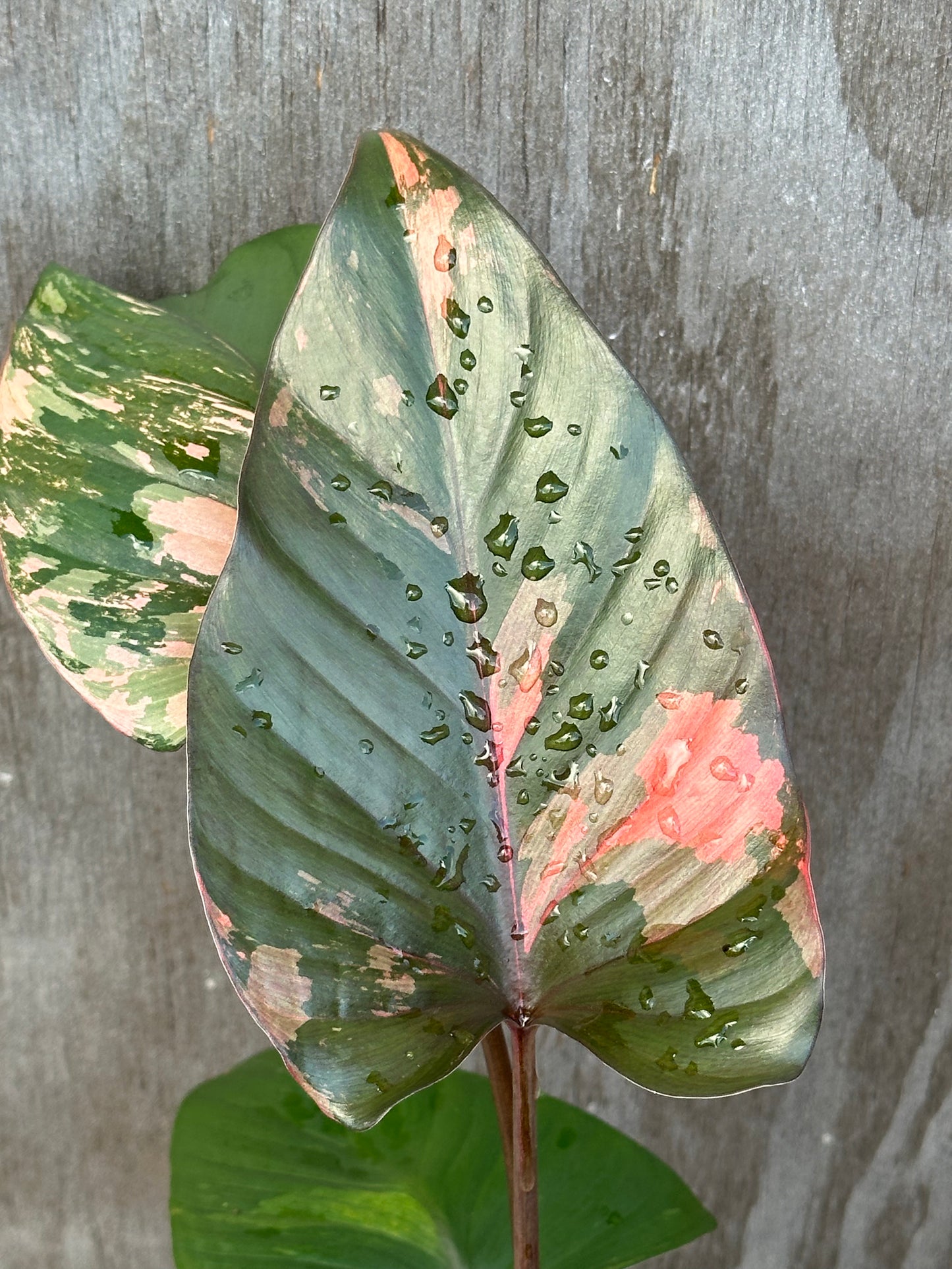 Close-up of Homalomena Aromatica 'Pink Diamond' leaf with water droplets, showcasing its unique texture, in a 4-inch pot, sold by Next World Exotics.