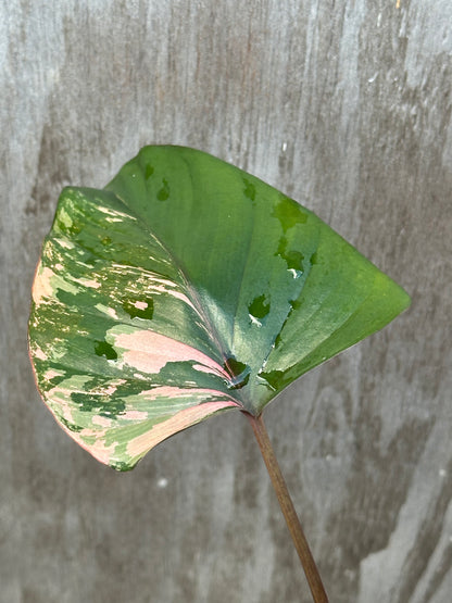 Homalomena Aromatica 'Pink Diamond' in a 4-inch pot, showcasing its distinctive variegated leaves in a close-up view, highlighting its exotic appeal.