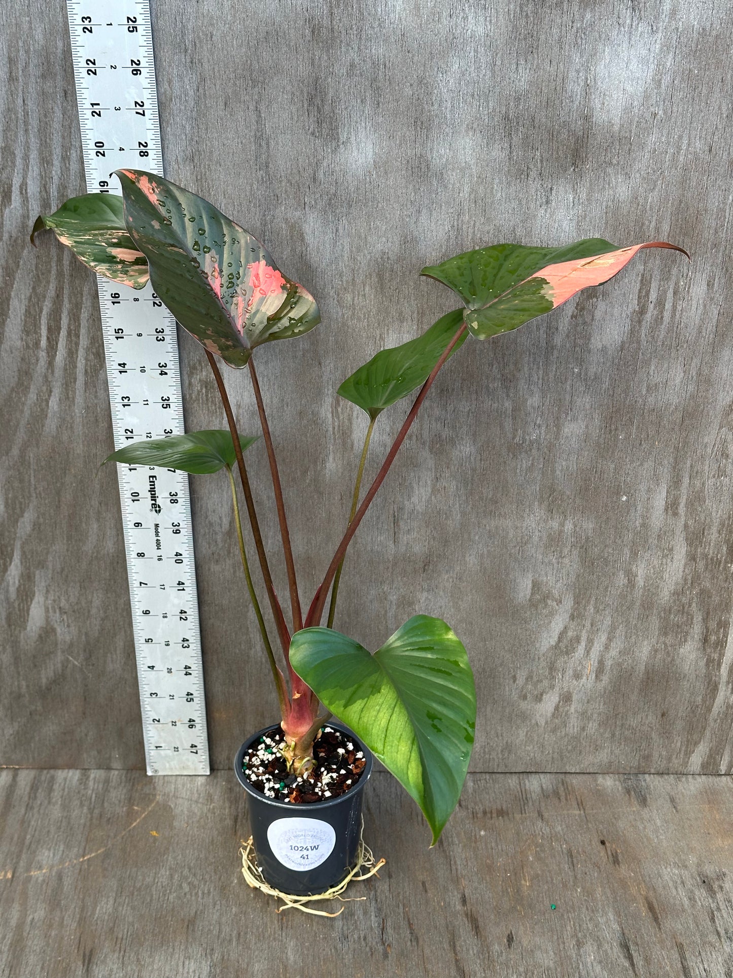 Homalomena Aromatica 'Pink Diamond' in a 4-inch pot beside a ruler, showcasing its size and vibrant foliage. Perfect for plant enthusiasts.