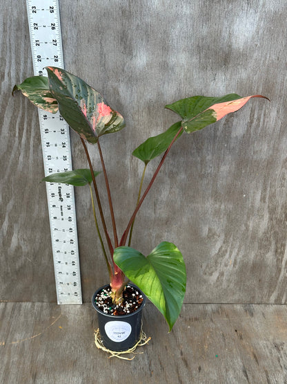 Homalomena Aromatica 'Pink Diamond' in a 4-inch pot beside a ruler, showcasing its size and vibrant foliage. Perfect for plant enthusiasts.