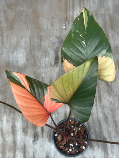 Homalomena Aromatica 'Pink Diamond' in a 4-inch pot, showcasing lush, variegated leaves, available from Next World Exotics' rare plant collection.