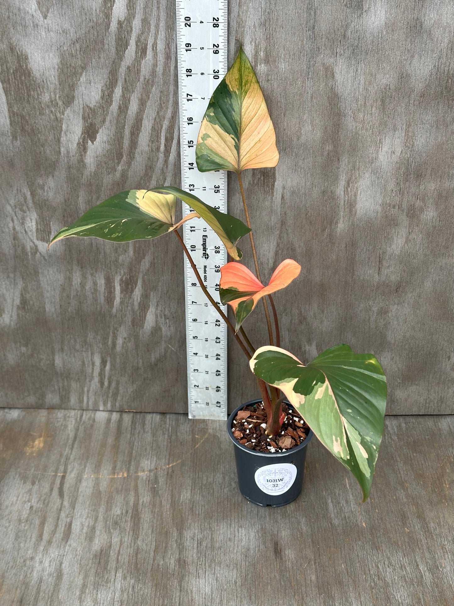 Homalomena Aromatica 'Pink Diamond' in a 4-inch pot, displayed next to a ruler, highlighting its growth. A rare variegated tropical houseplant from Next World Exotics.