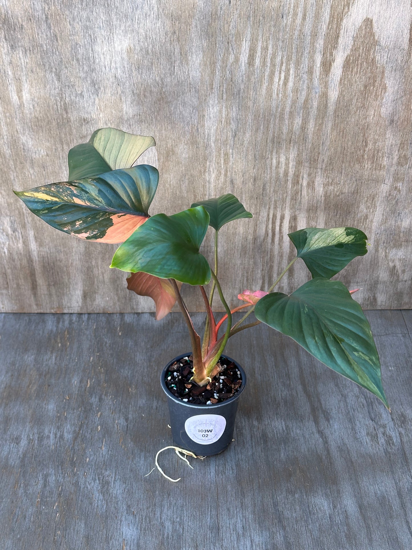 Homalomena aromatica 'Pink Diamond' with large leaves in a 4-inch pot, ideal for exotic houseplant collectors.