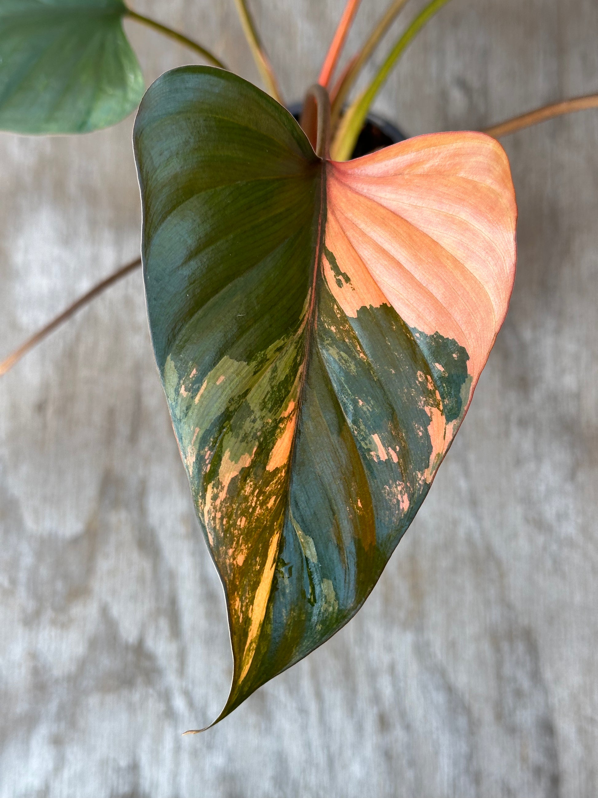 Close-up of Homalomena aromatica 'Pink Diamond' leaf, showcasing its detailed texture and variegation, growing in a 4-inch pot.