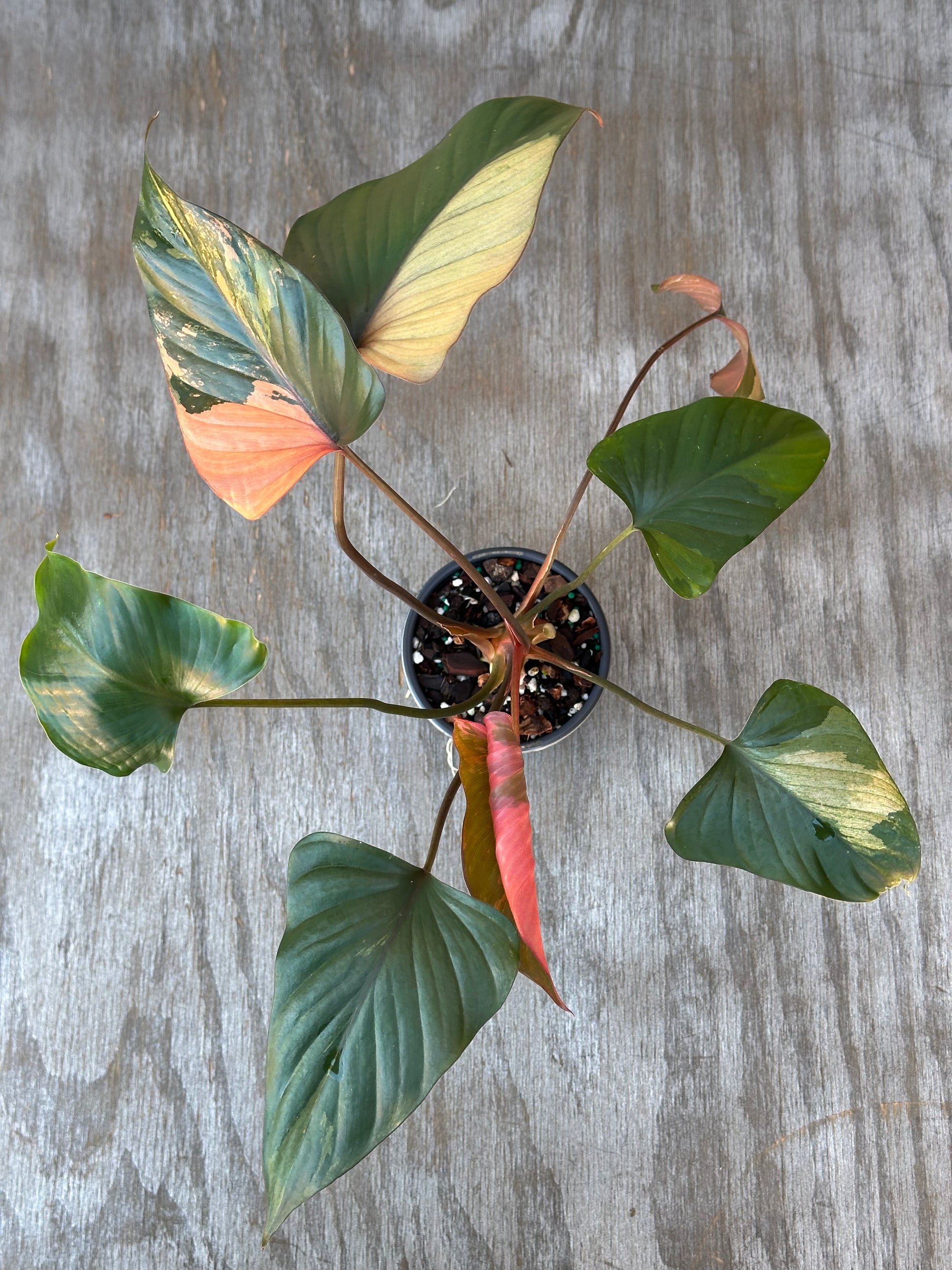 Homalomena aromatica 'Pink Diamond' in a 4-inch pot, showcasing lush, variegated leaves. Perfect for collectors of rare, exotic houseplants.