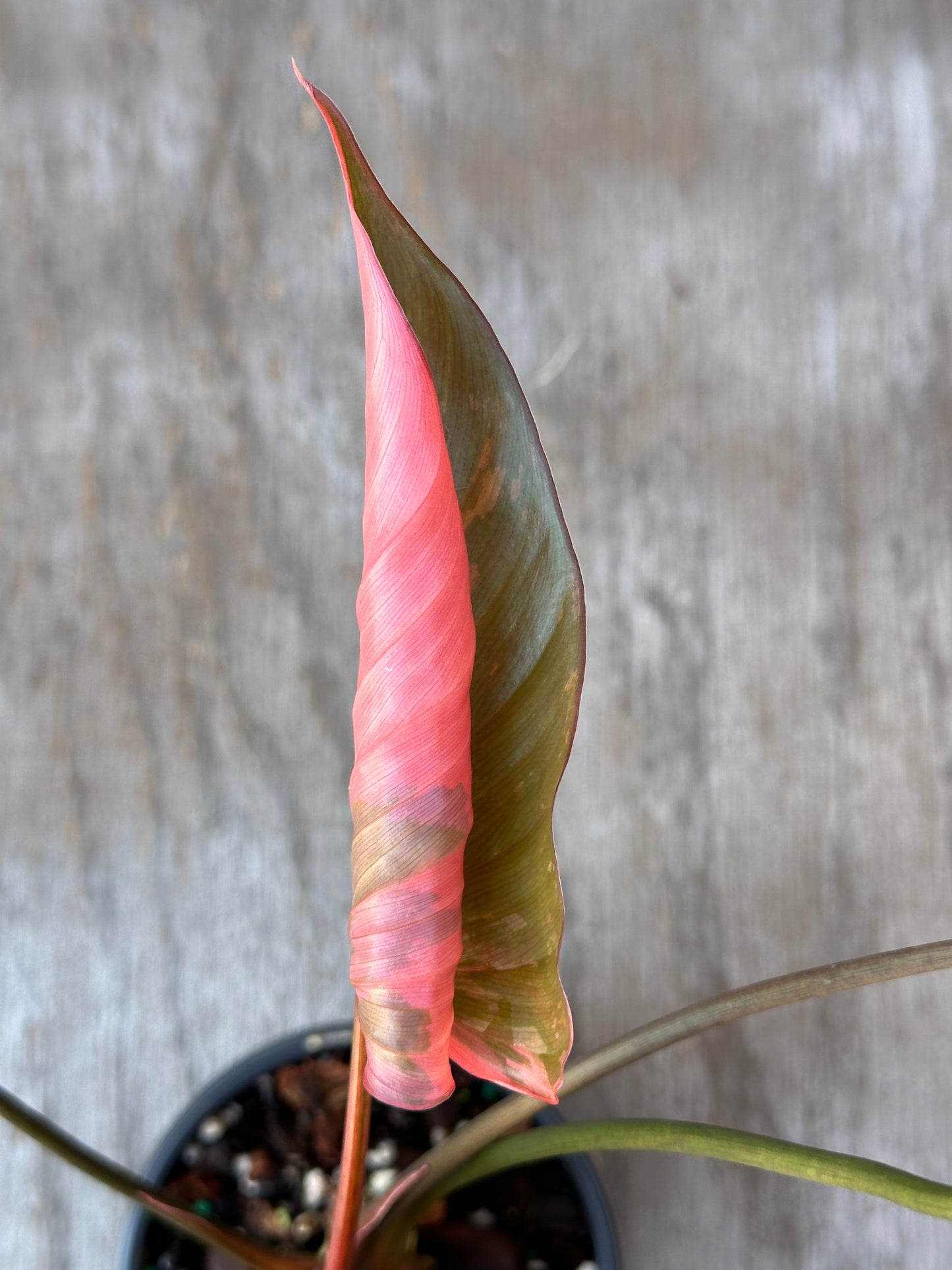 Close-up of Homalomena aromatica 'Pink Diamond' growing in a 4-inch pot, showcasing its vibrant leaves and healthy stem.