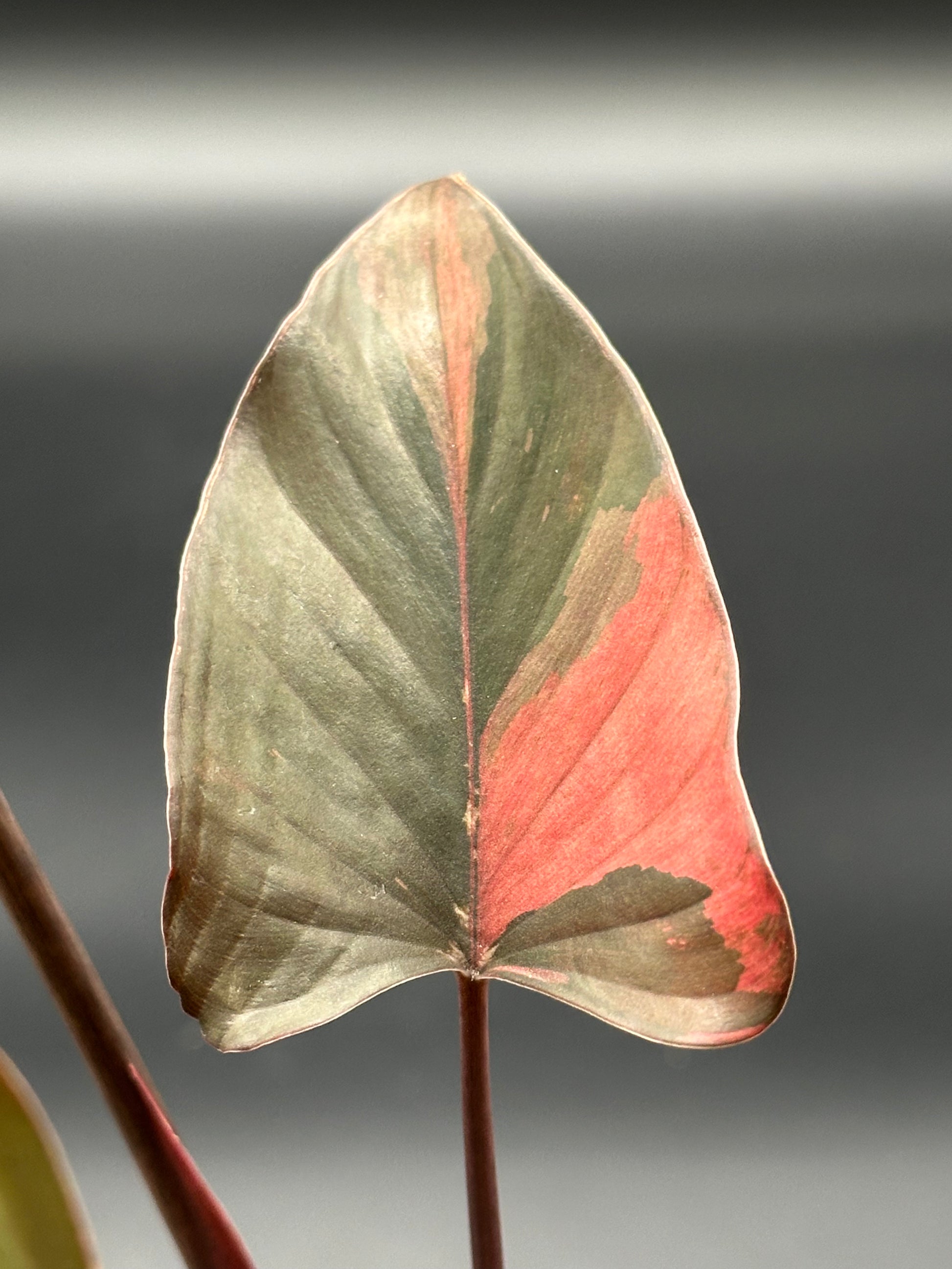 Close-up of Homalomena Aromatica 'Pink Diamond' leaf, showcasing its vibrant texture, grown in a 4-inch pot, available at Next World Exotics.