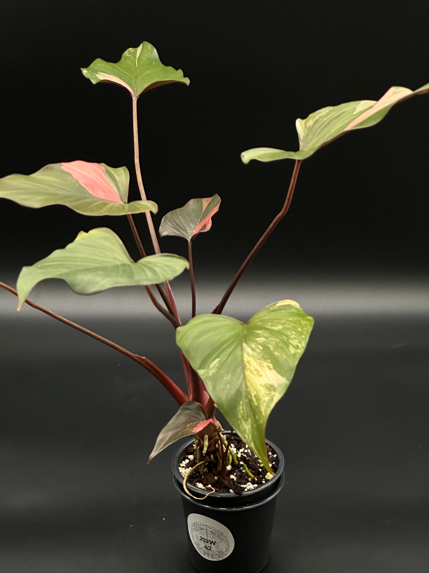 Homalomena Aromatica 'Pink Diamond' in a 4-inch pot, showcasing its unique variegated leaves. Perfect for collectors seeking rare, exotic houseplants.