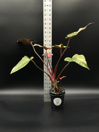 Homalomena Aromatica 'Pink Diamond' in a 4-inch pot, shown next to a ruler for size reference, featuring its distinctive leaves.