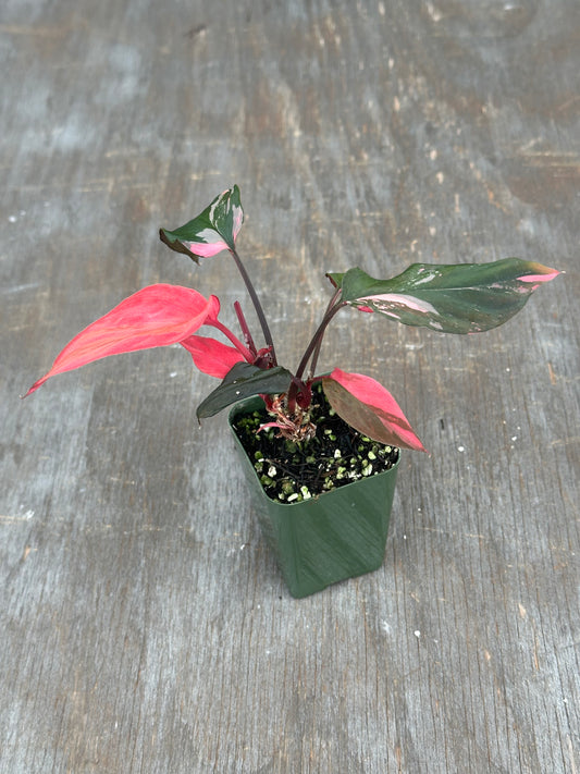 Homalomena Humilis Black Velvet Pink 727WEB071