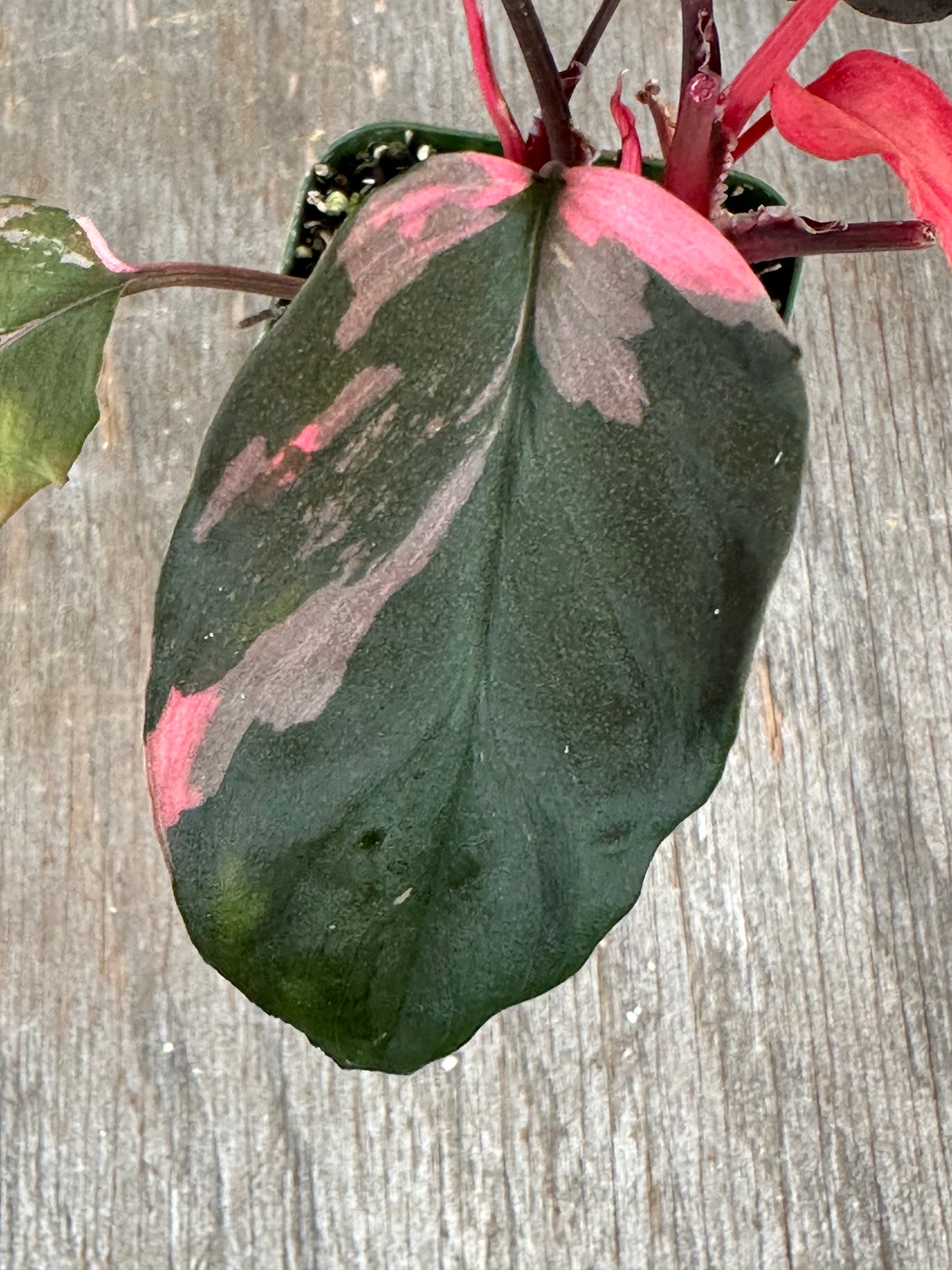 Homalomena Humilis Black Velvet Pink 727WEB071