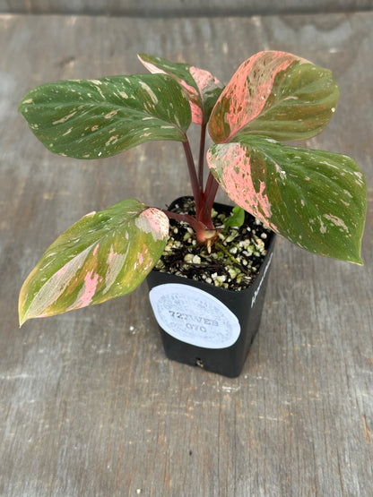 Homalomena Humilis Variegated Pink 727WEB070