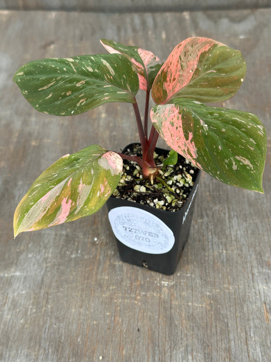 Homalomena Humilis Variegated Pink 727WEB070