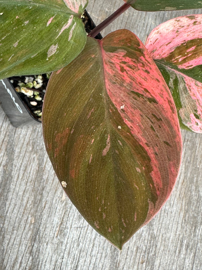 Homalomena Humilis Variegated Pink 727WEB070